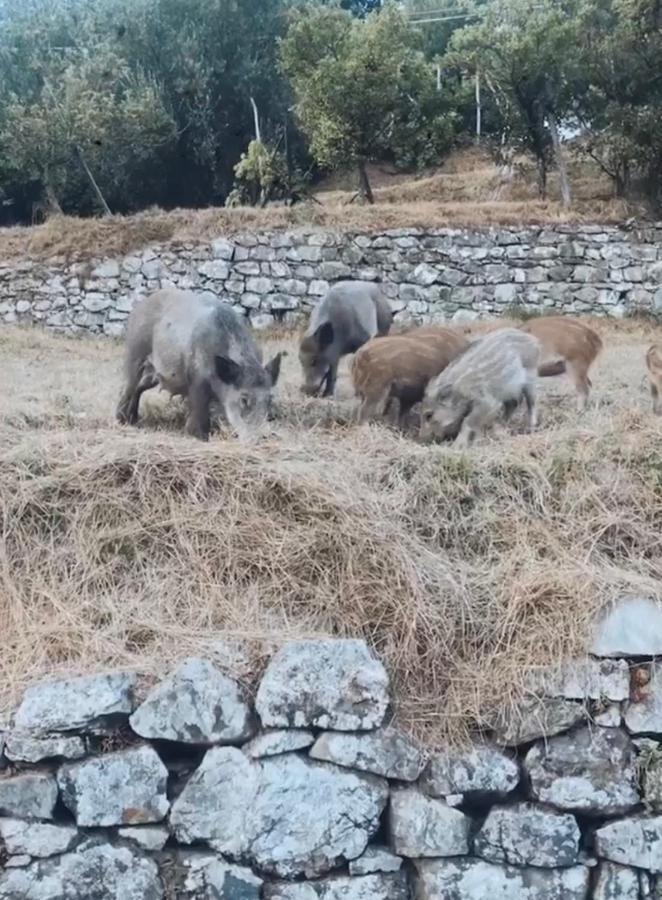 Carro Locanda Agrogallo المظهر الخارجي الصورة